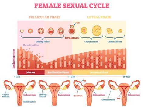 Phases Of Uterine And Ovarian Cycle