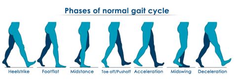 Phases Of Walking