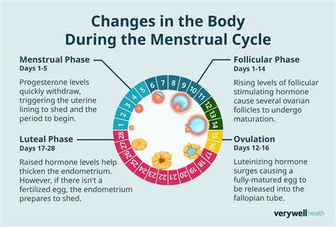 Phases Of Women Cycle