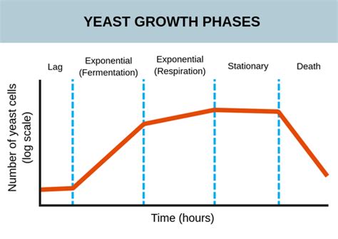 Phases Of Yeast Growth