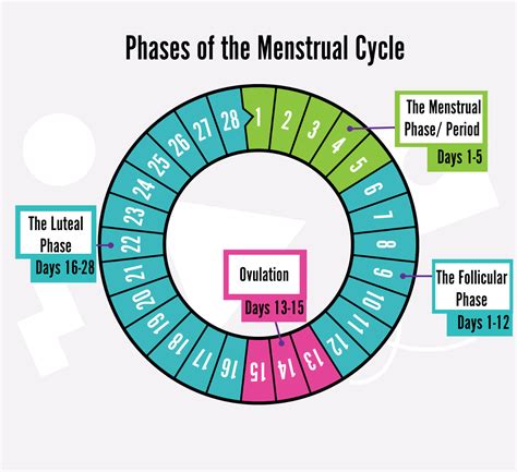 Phases Of Your Menstrual Cycle
