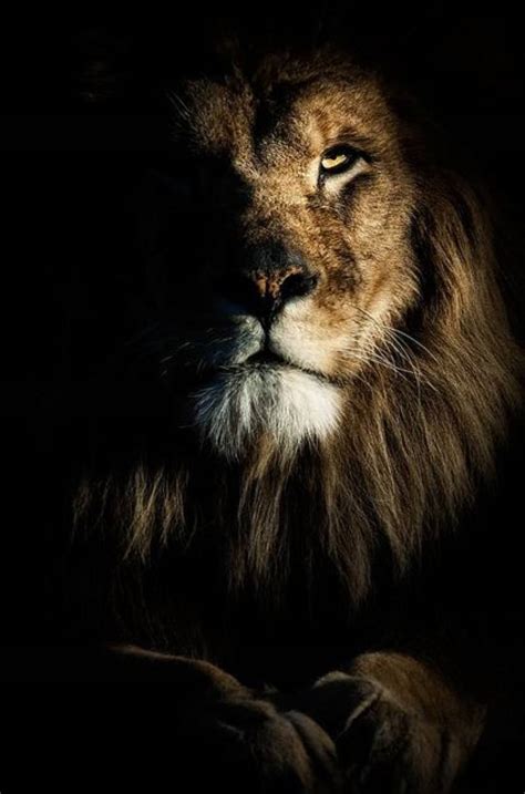 Phone Wallpaper Lion