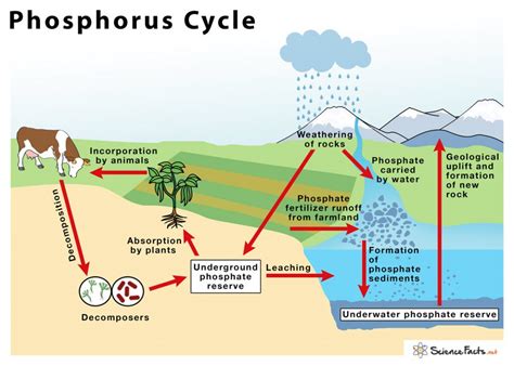 Phosphate Cycle Diagram