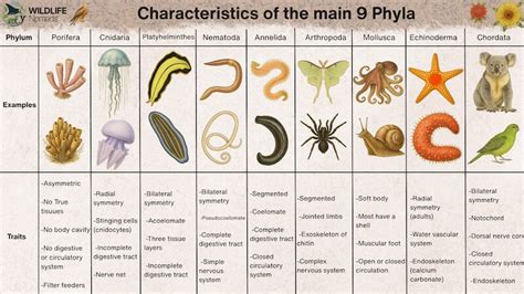 Phylum Of Animalia