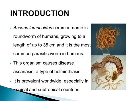 Phylum Of Ascaris
