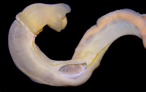 Phylum Of Balanoglossus