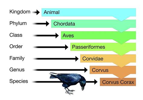 Phylum Of Birds