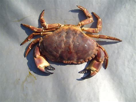 Phylum Of Crab