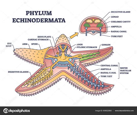 Phylum Of Echinodermata