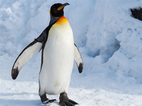 Phylum Of Emperor Penguin