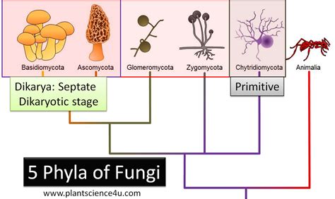 Phylum Of Fungi