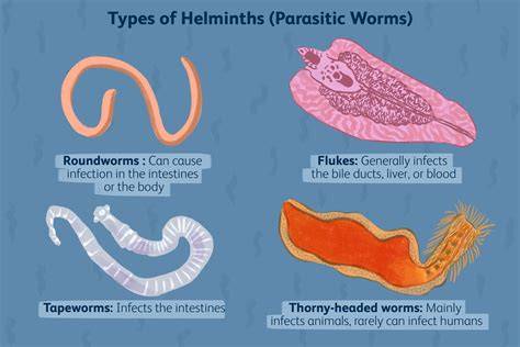 Phylum Of Helminths