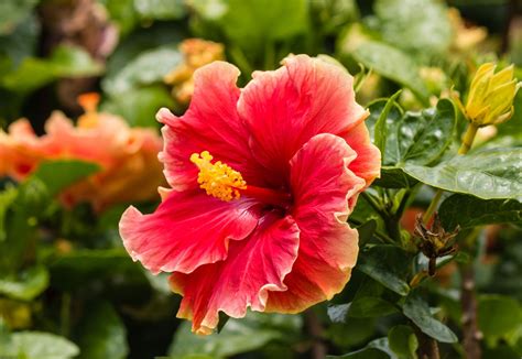 Phylum Of Hibiscus Flower