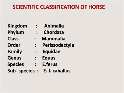 Phylum Of Horse
