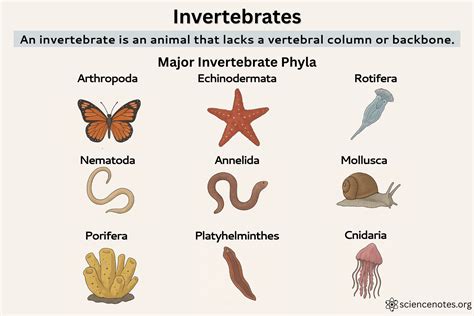 Phylum Of Invertebrate Animals