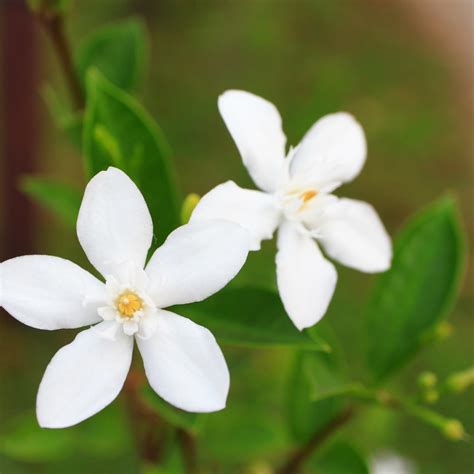 Phylum Of Jasmine Flower