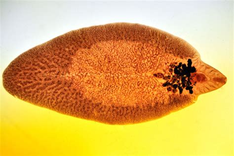 Phylum Of Liver Fluke