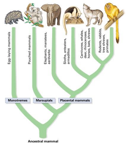 Phylum Of Mammals