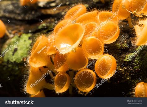 Phylum Of Mushroom