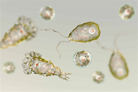 Phylum Of Naegleria Fowleri