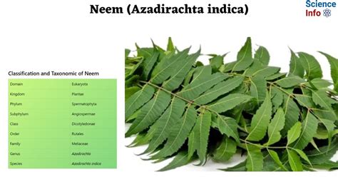 Phylum Of Neem
