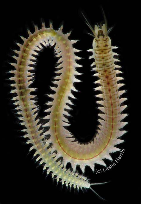 Phylum Of Nereis