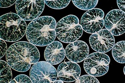 Phylum Of Noctiluca