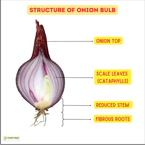 Phylum Of Onion Bulb