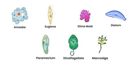 Phylum Of Protista
