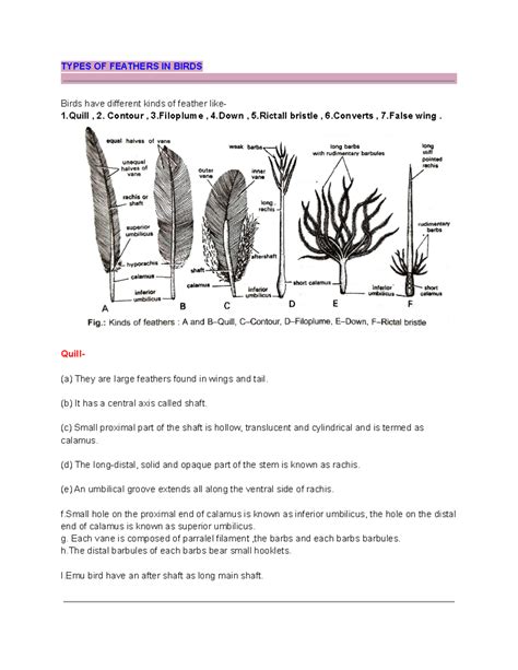 Phylum Of Quill Feather