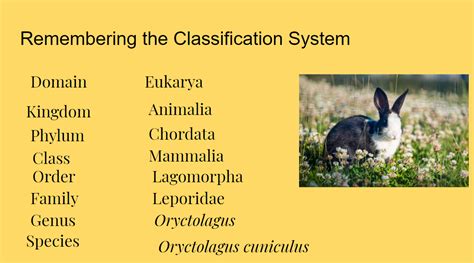 Phylum Of Rabbit