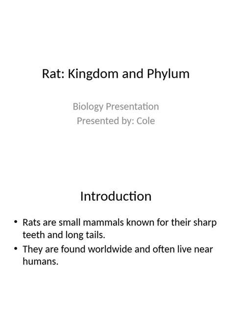 Phylum Of Rat