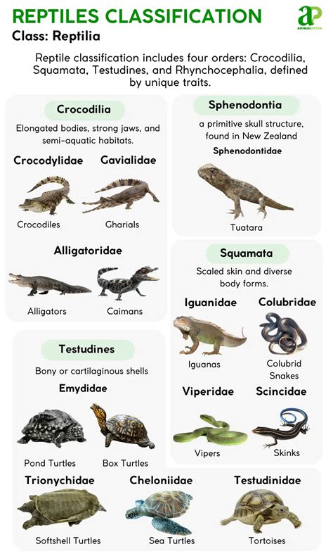 Phylum Of Reptiles