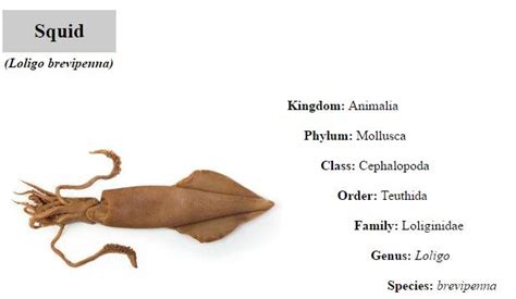 Phylum Of Squid