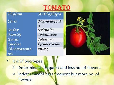 Phylum Of Tomato
