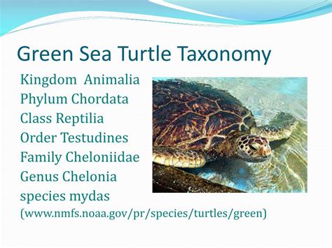 Phylum Of Turtle