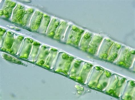 Phylum Of Ulothrix