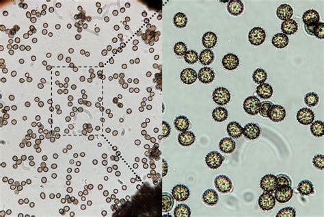 Phylum Of Ustilago