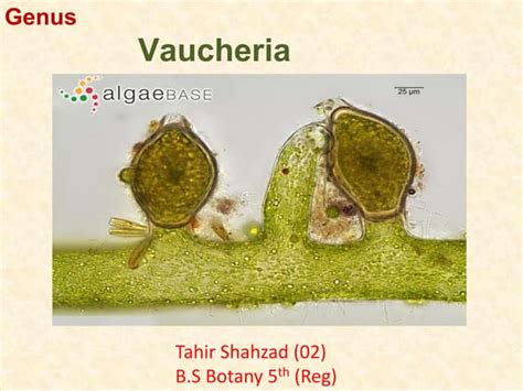 Phylum Of Vaucheria