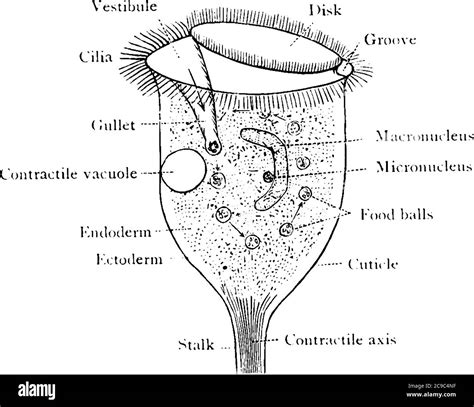 Phylum Of Vorticella