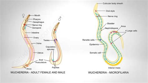 Phylum Of Wuchereria Bancrofti