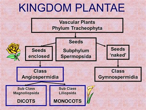 Phylum Of Yam