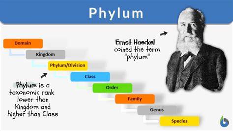 Phylum Quiz Biology