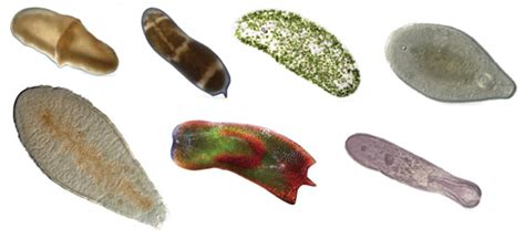Phylum Xenacoelomorpha