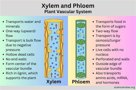 Phylum Xylem