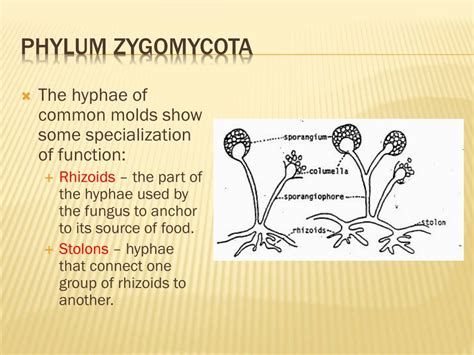Phylum Zygomycota Examples
