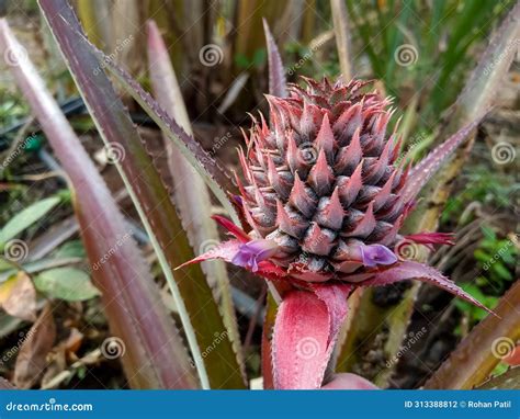 Pineapple Native To Where