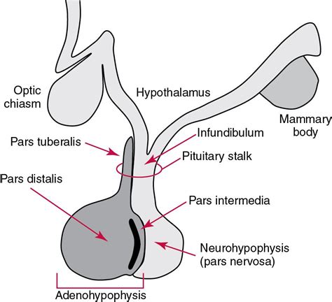 Pituitary Gland Neurohypophysis