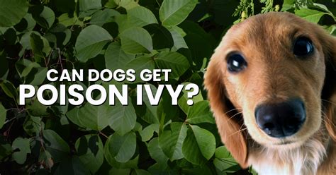 Poison Ivy Does It Affect Dogs