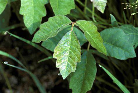 Poison Oak Leaves